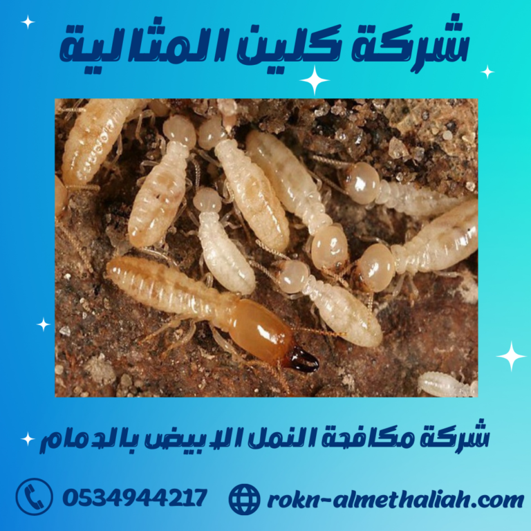شركة مكافحة النمل الابيض بالدمام 0534944217 افضل شركة رش مبيدات بالدمام