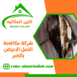 شركة مكافحة النمل الابيض بالخبر